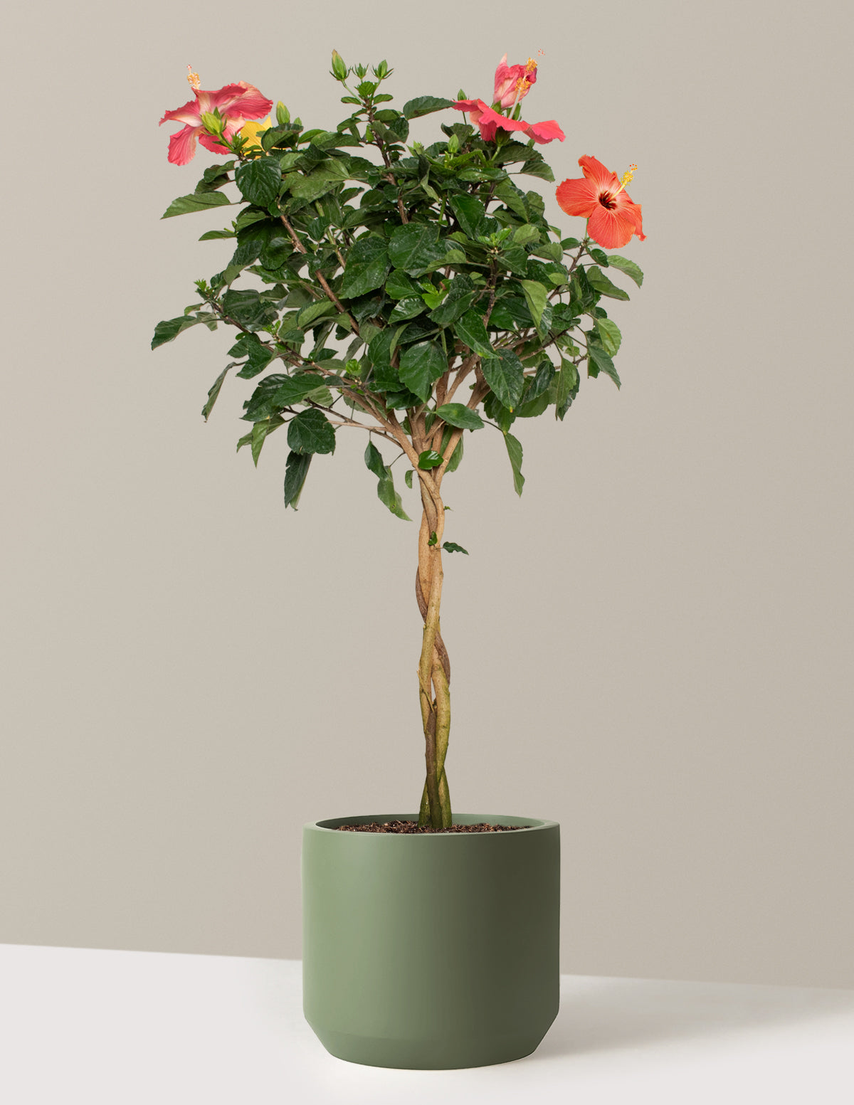 patio-plants-the-sill