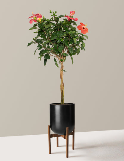 Large Braided Hibiscus