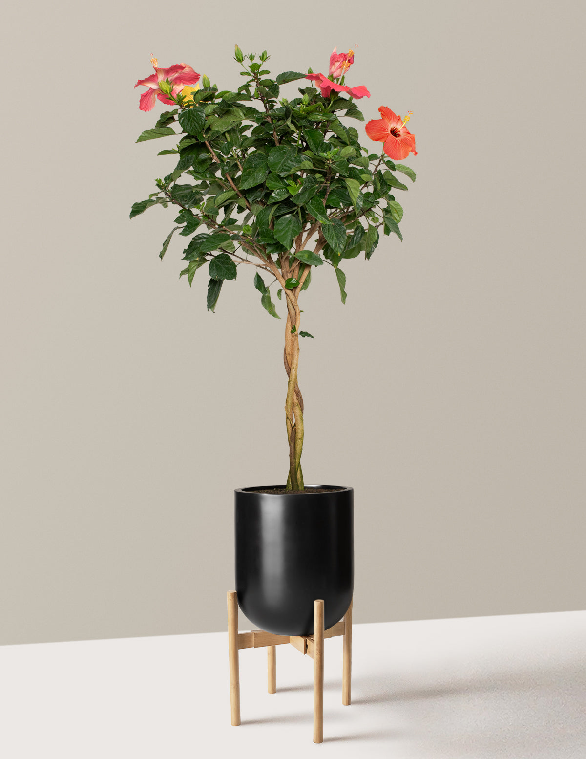 Large Braided Hibiscus