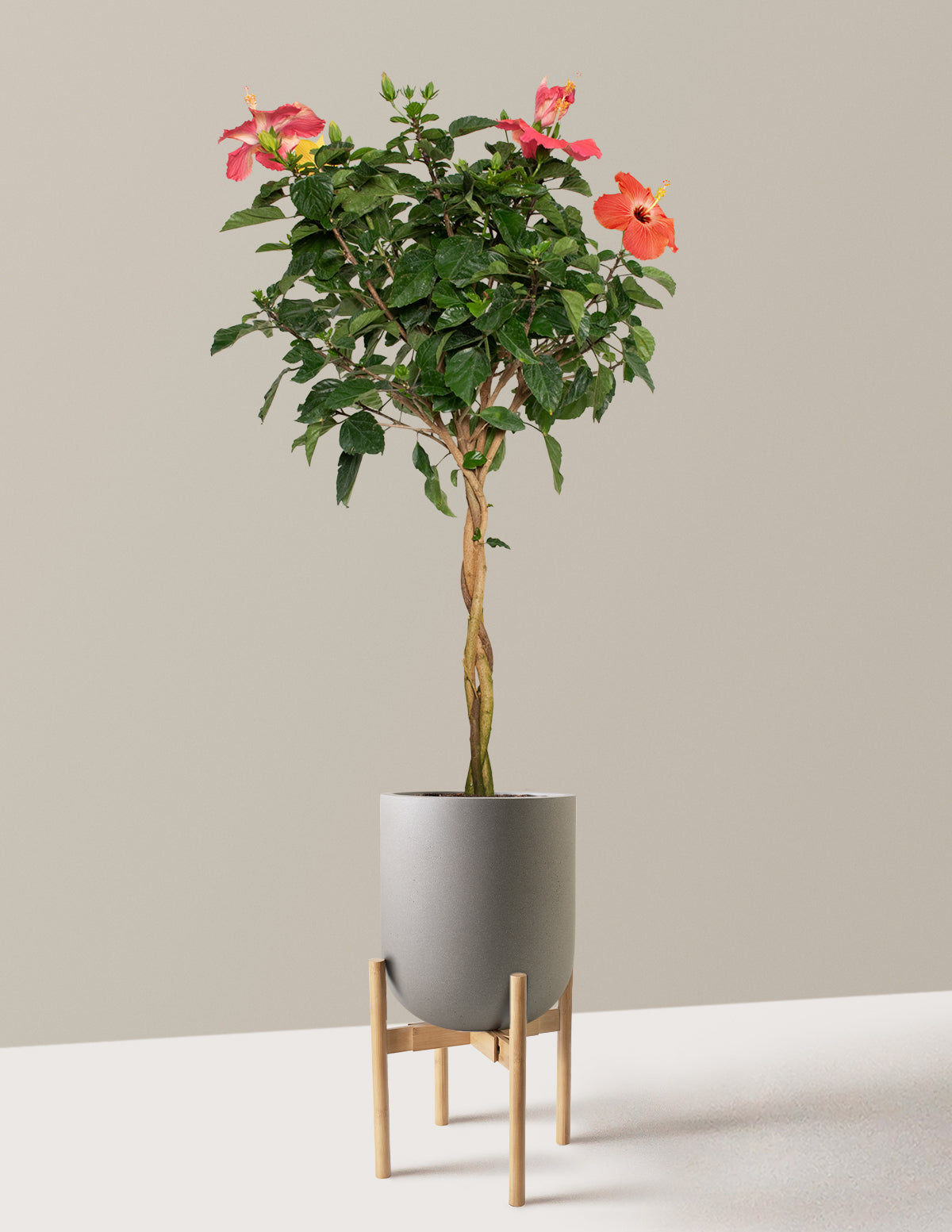 Large Braided Hibiscus