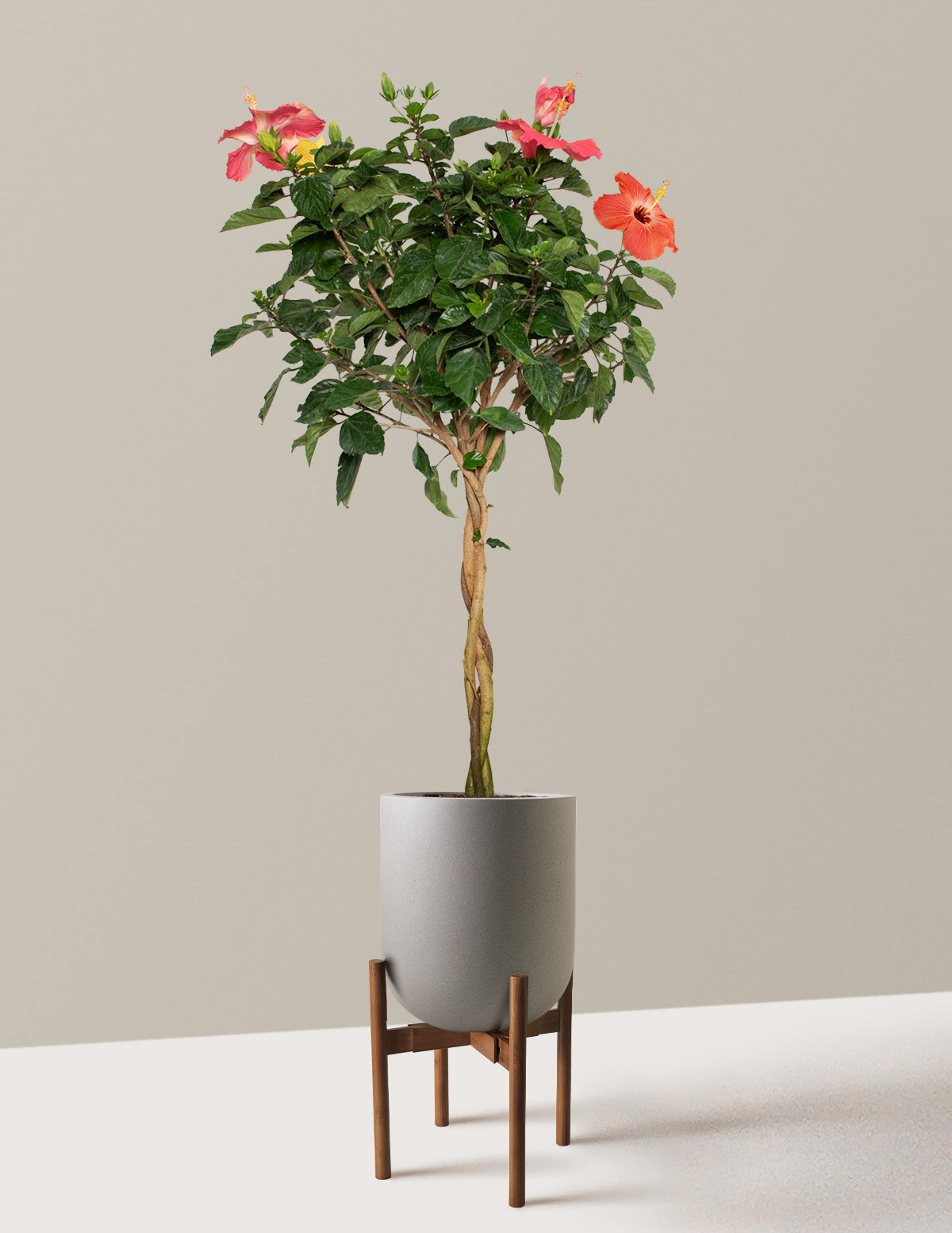 hibiscus plant potted Large Braided Hibiscus Houseplant with Planter - Large (3' to 4' tall) Cream Planter