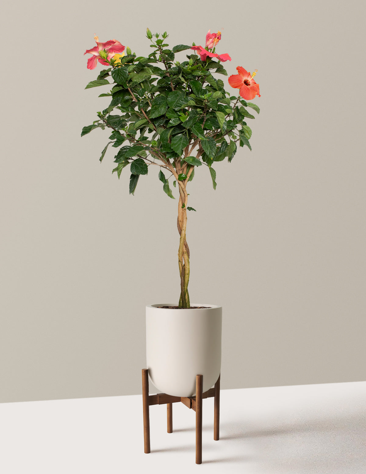 Large Braided Hibiscus