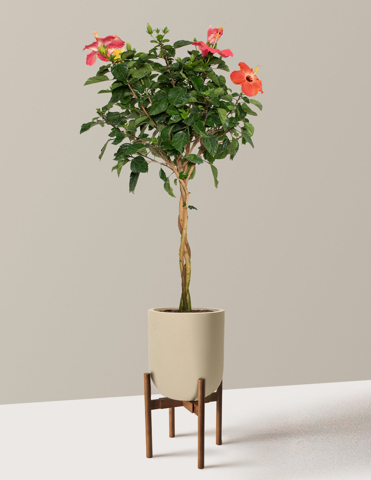 Large Braided Hibiscus