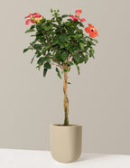 Large Braided Hibiscus