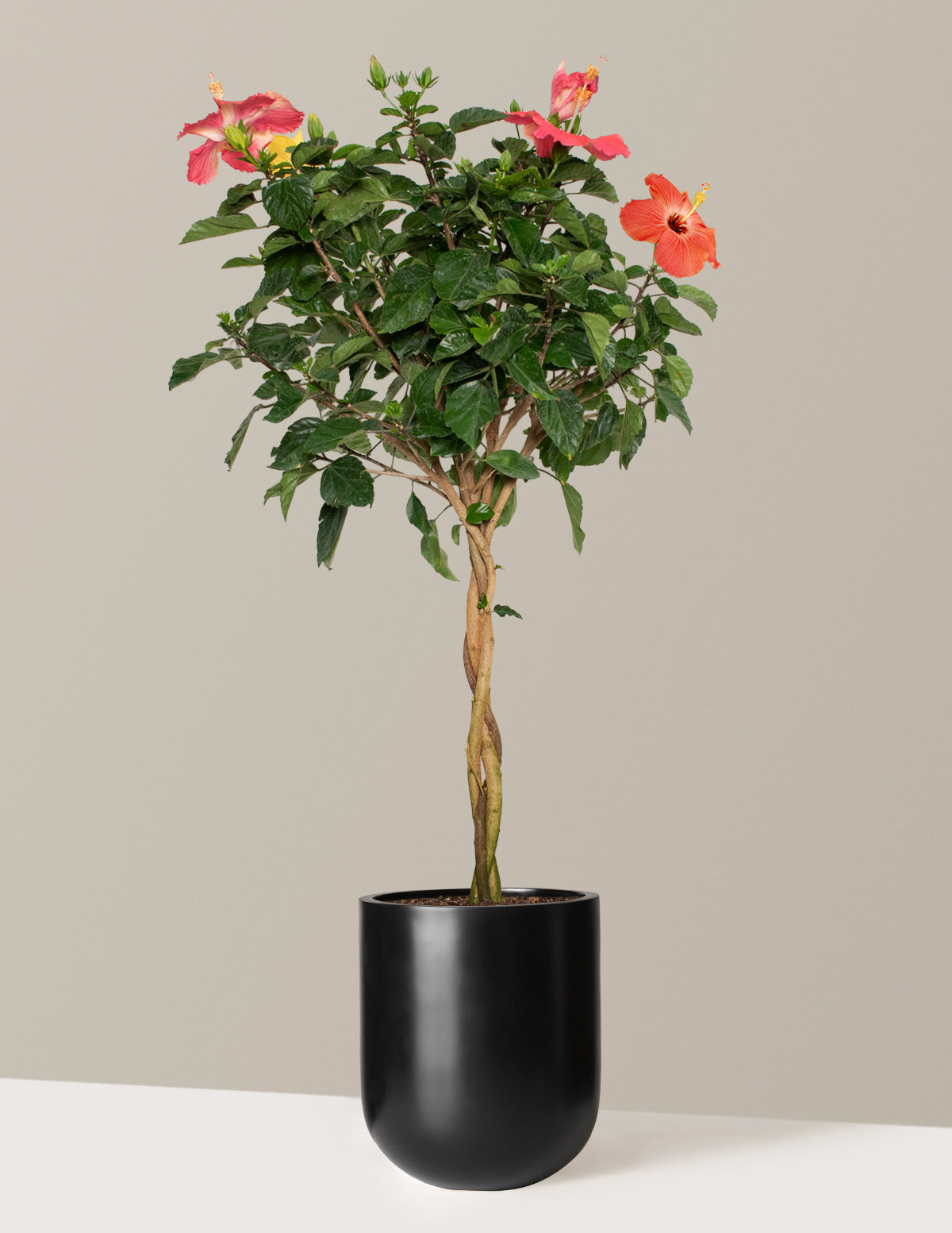 Large Braided Hibiscus