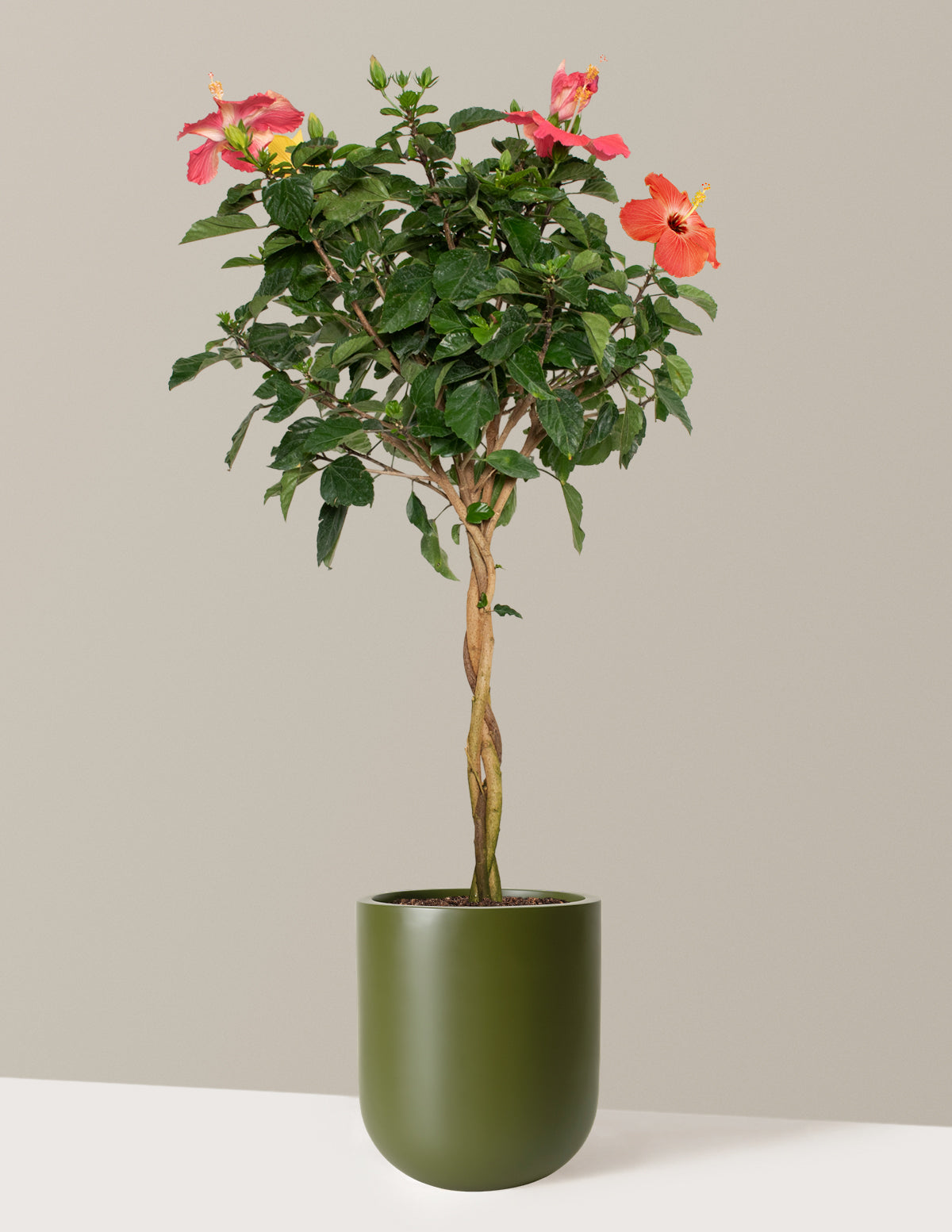 Large Braided Hibiscus