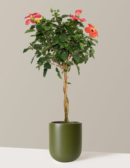 Large Braided Hibiscus