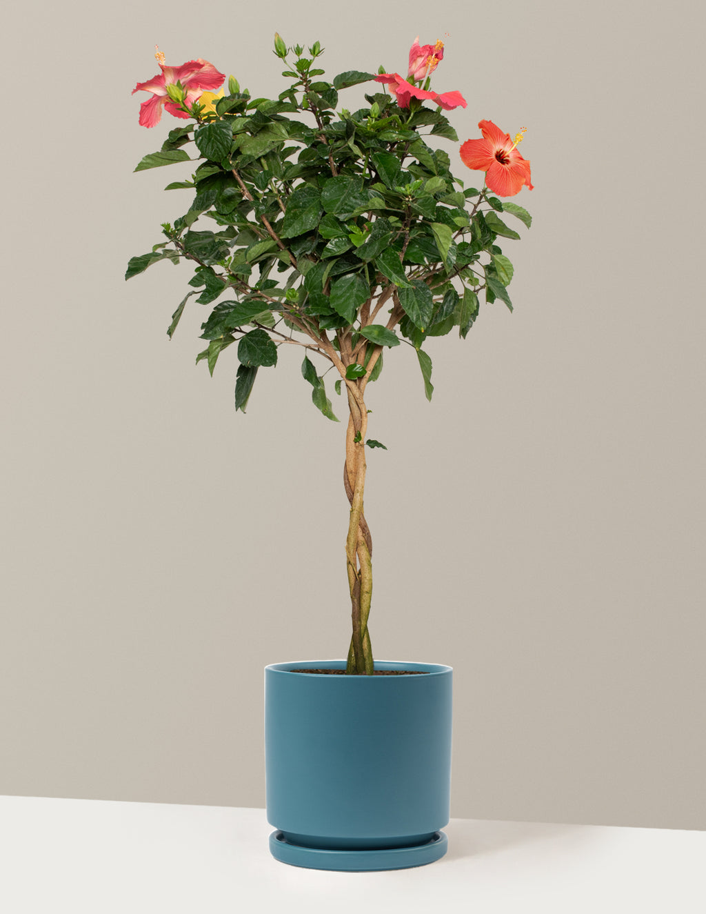 Large Braided Hibiscus