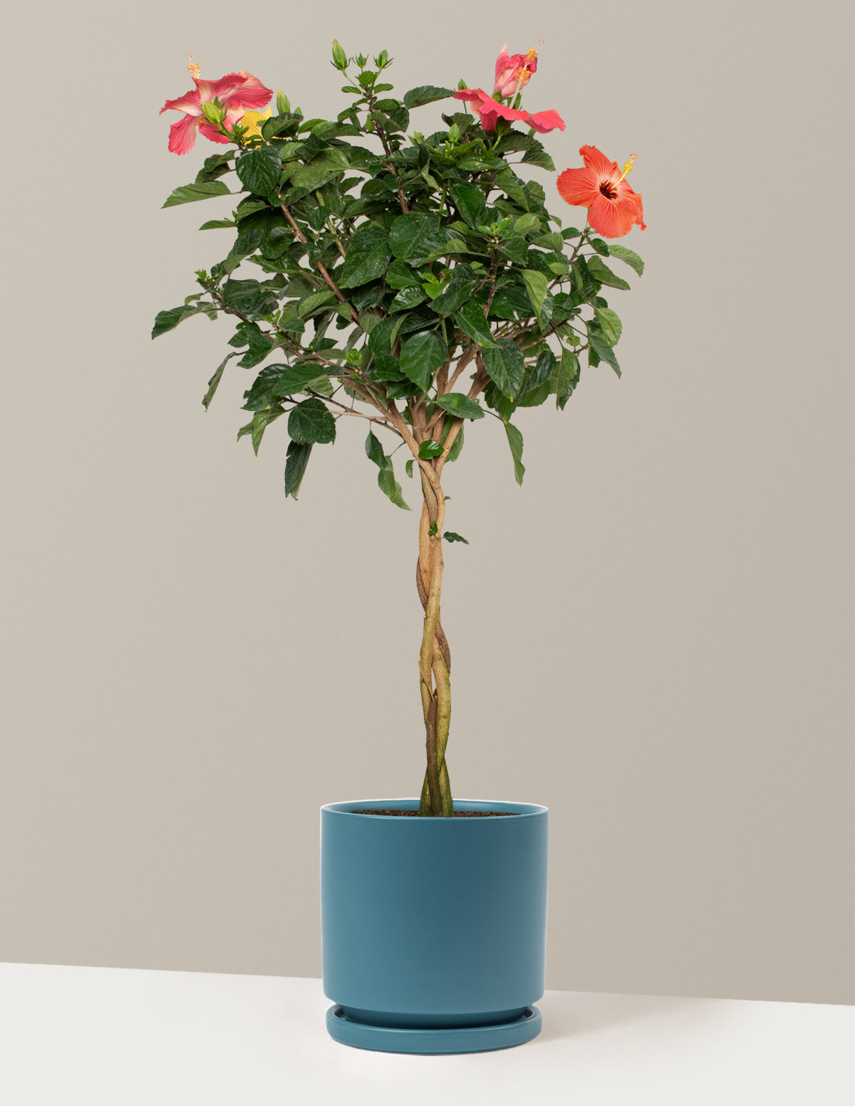 Large Braided Hibiscus