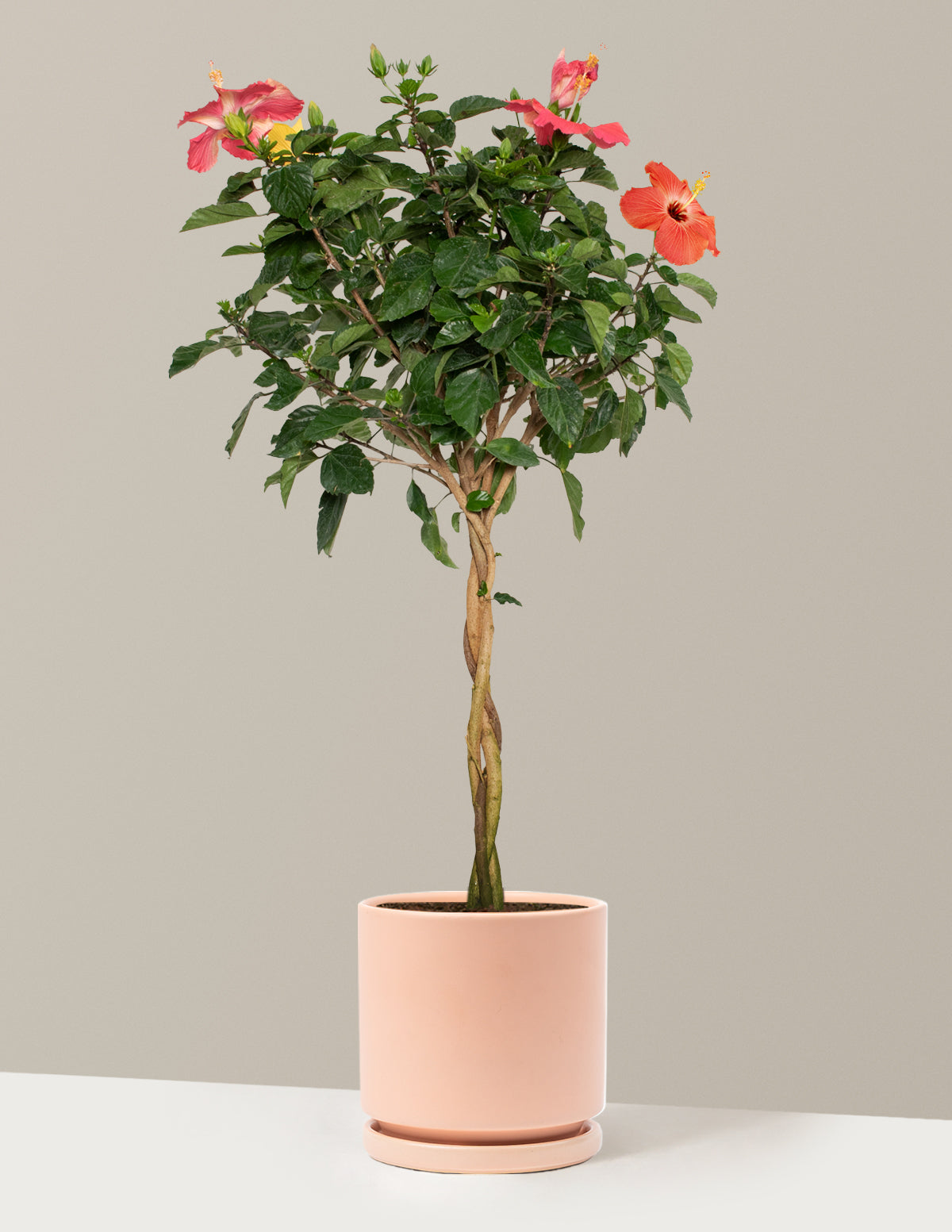 Large Braided Hibiscus