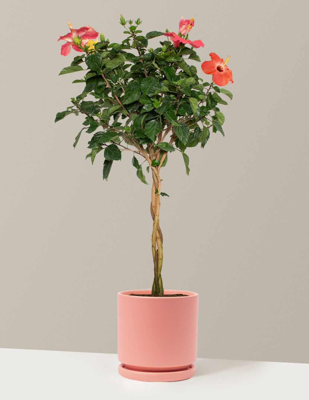 Large Braided Hibiscus
