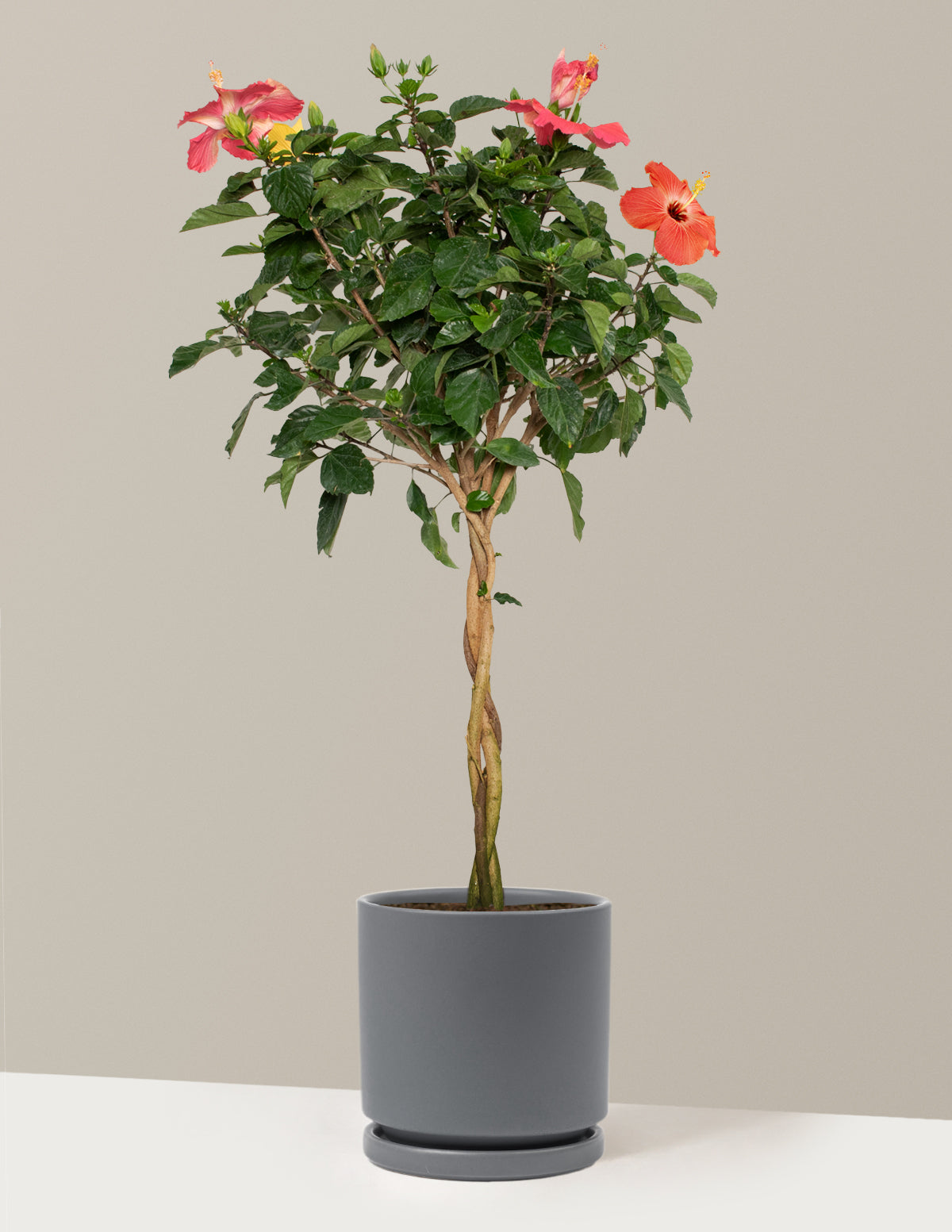 Large Braided Hibiscus