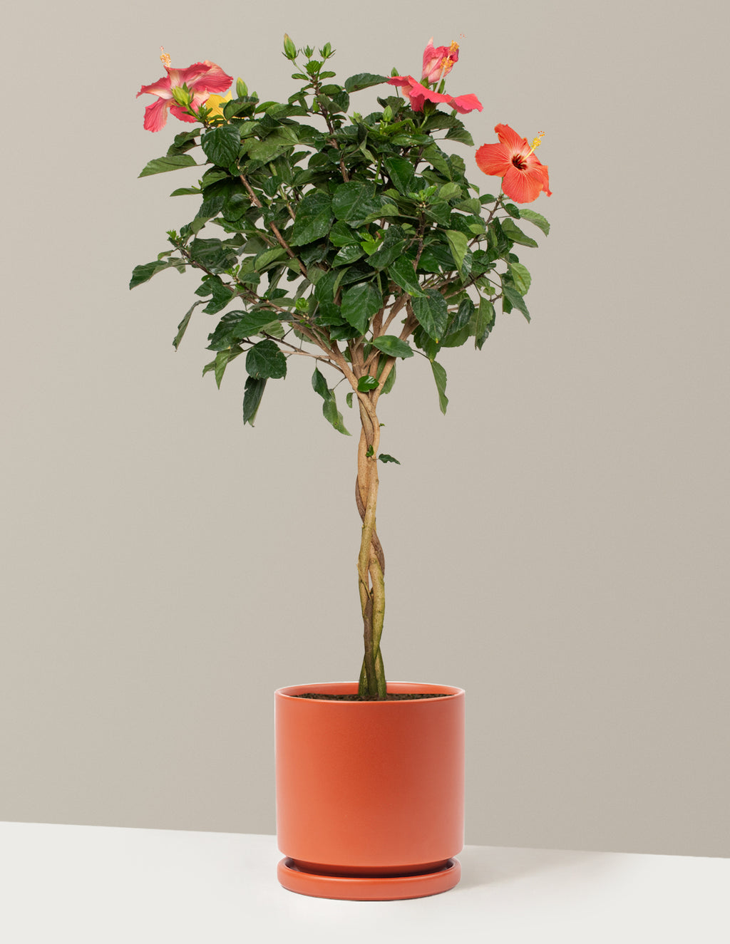 Large Braided Hibiscus