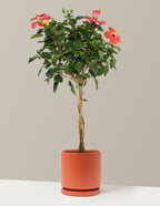 Large Braided Hibiscus