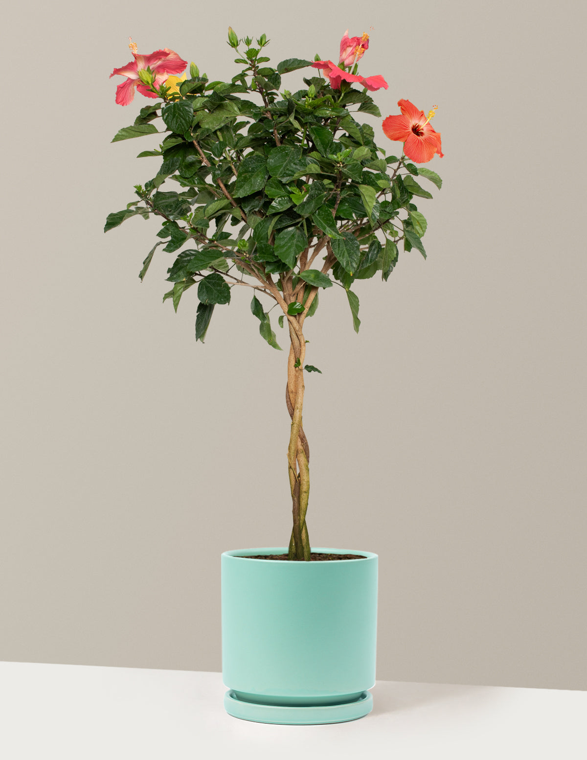 potted hibiscus plant Large Braided Hibiscus Houseplant with Planter - Large (3' to 4' tall) Cream Planter