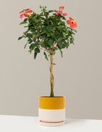 Large Braided Hibiscus