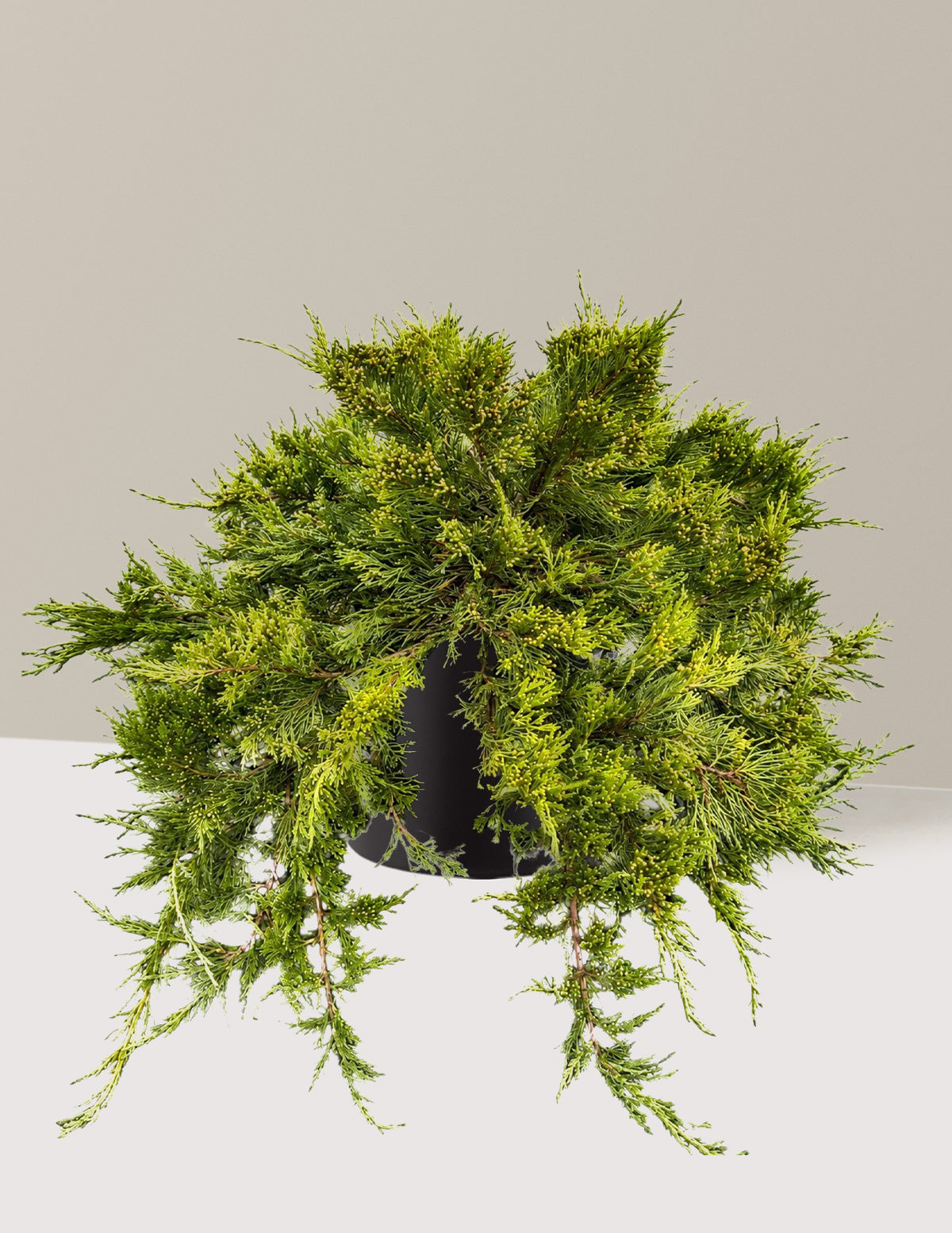 files/the-sill_Large-Broadmoor_-Juniper_Large_Agnes-Black_Variant.jpg