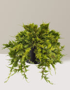 Broadmoor Juniper