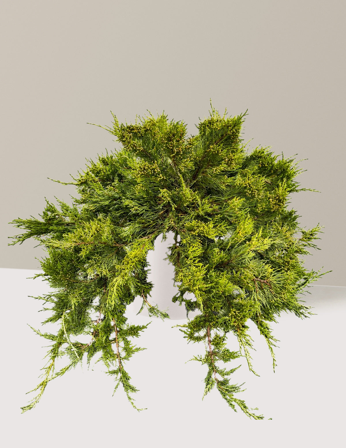 Broadmoor Juniper