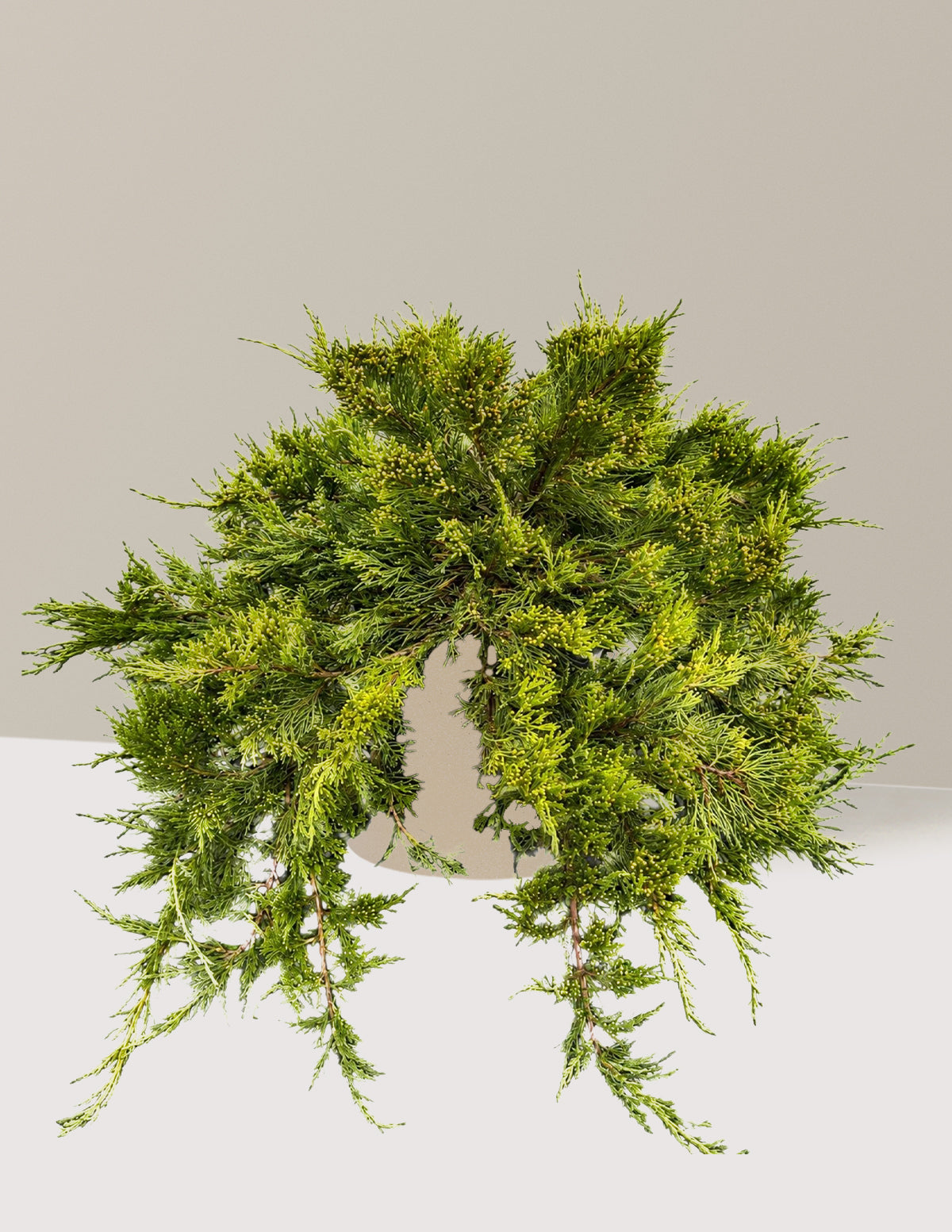 Broadmoor Juniper