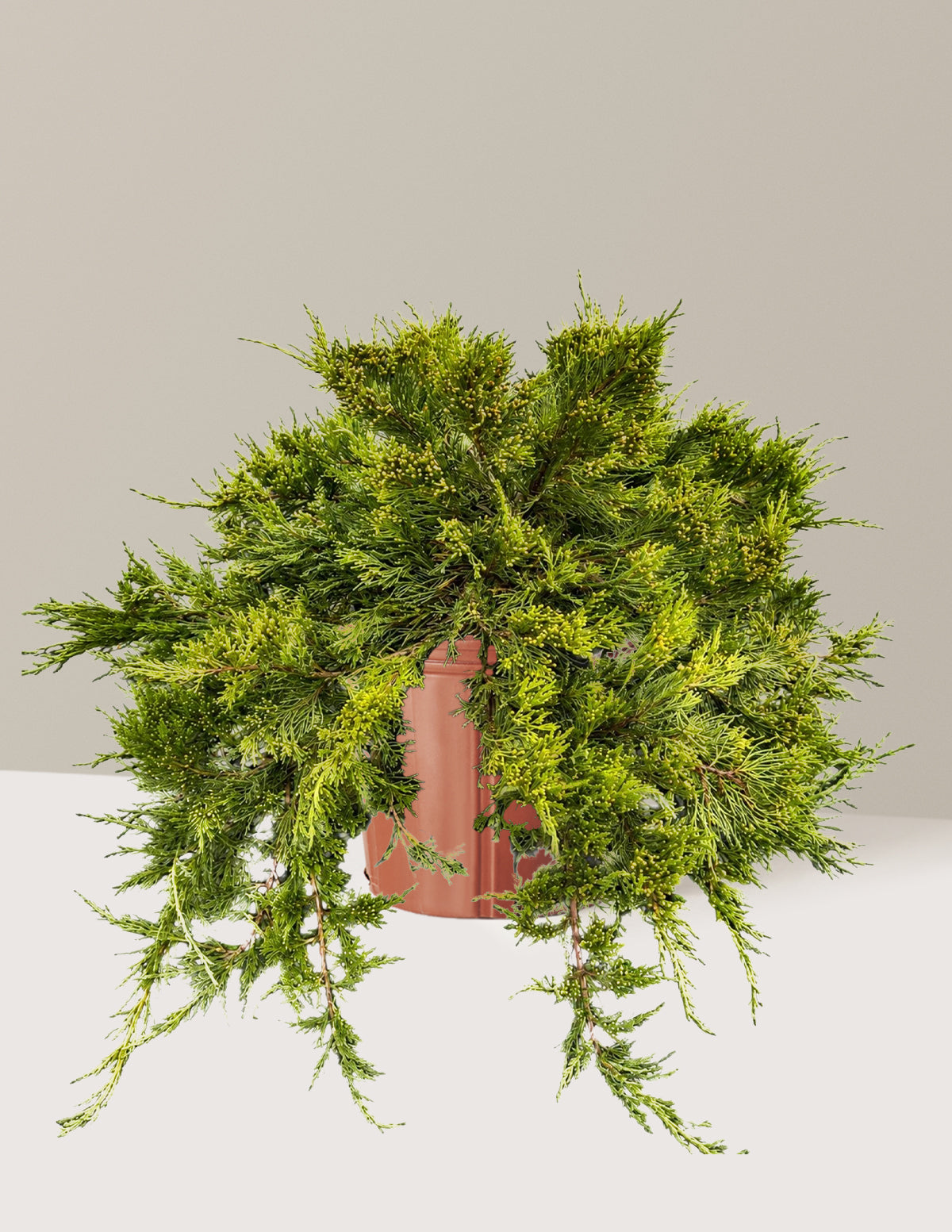 Broadmoor Juniper