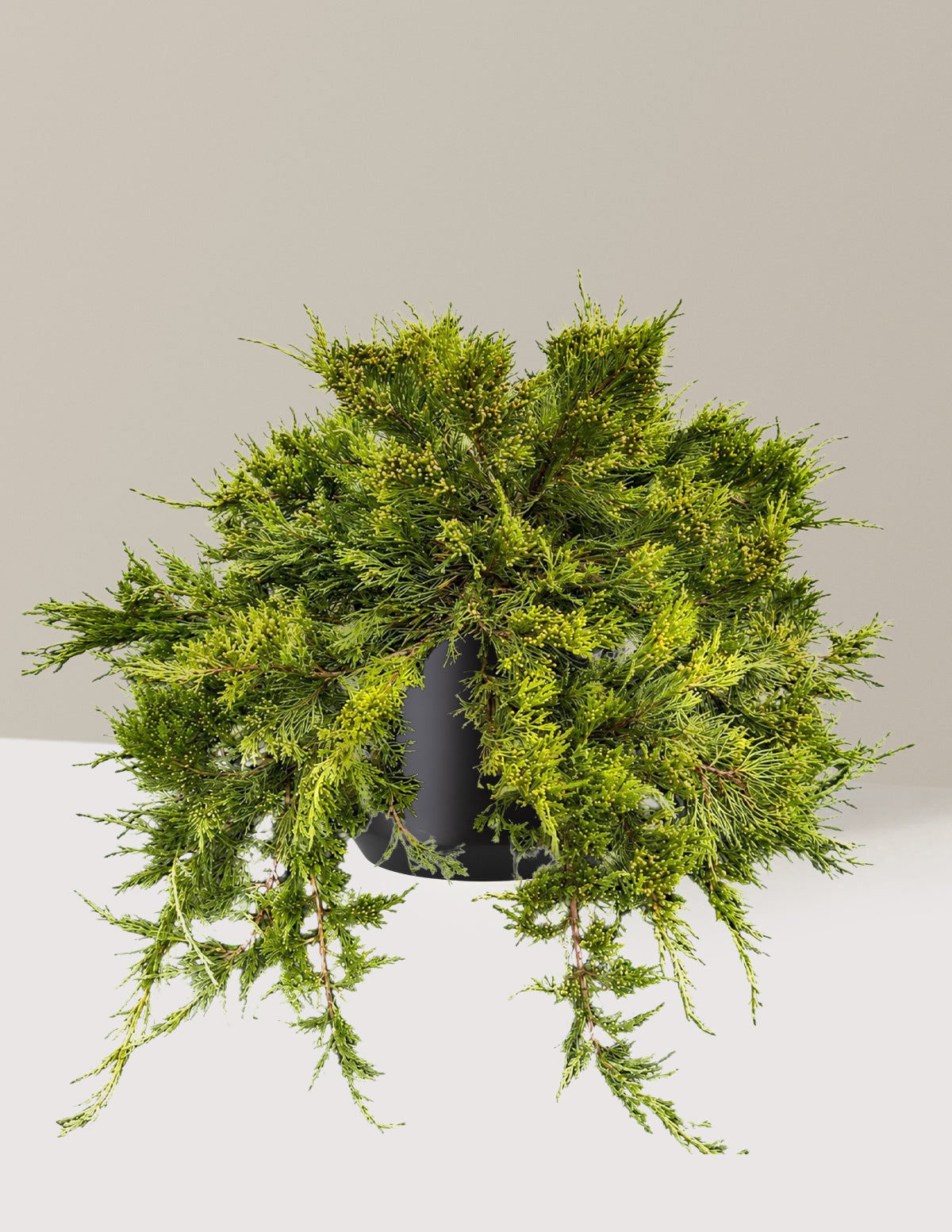 Broadmoor Juniper
