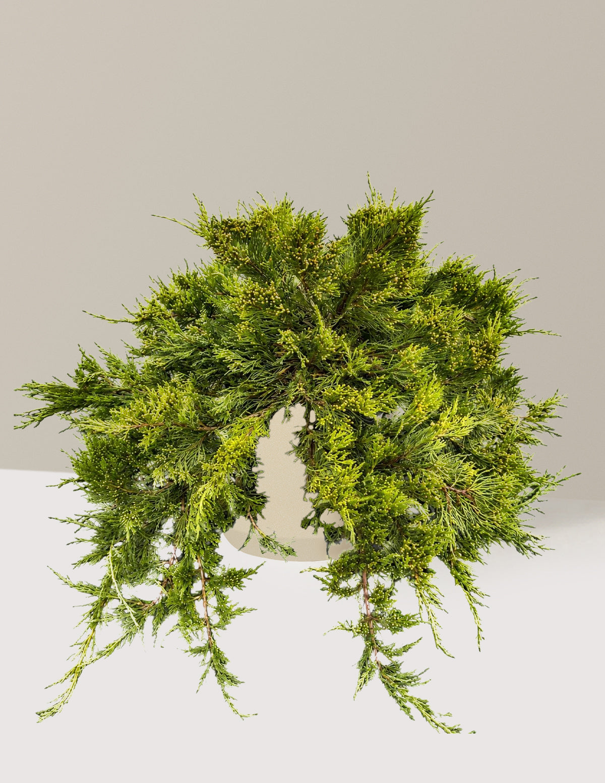 Broadmoor Juniper