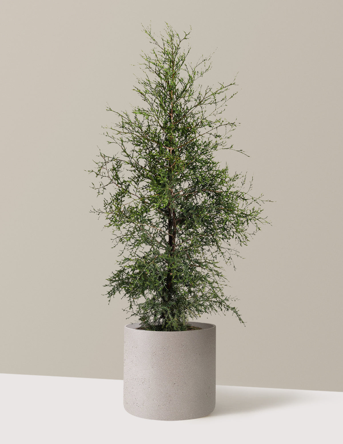 bundle | 3-4 ft. | Agnes | Cement Grey