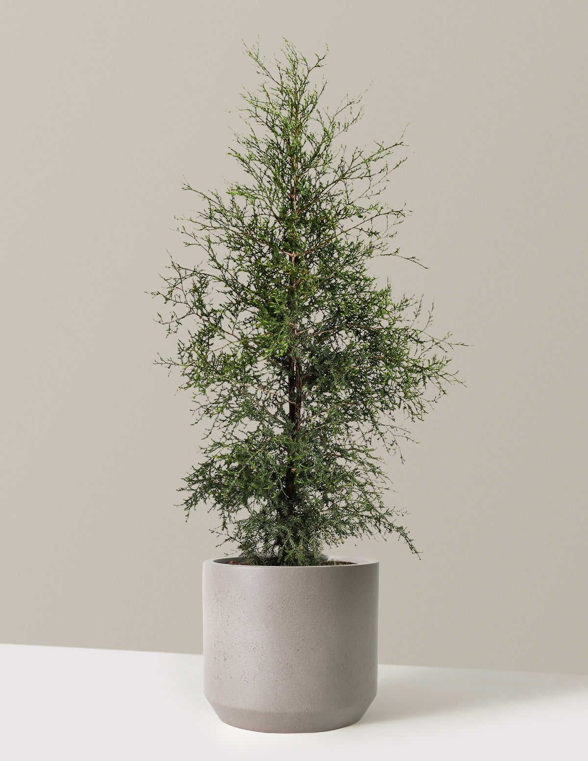 bundle | 3-4 ft. | Mexia | Cement Grey