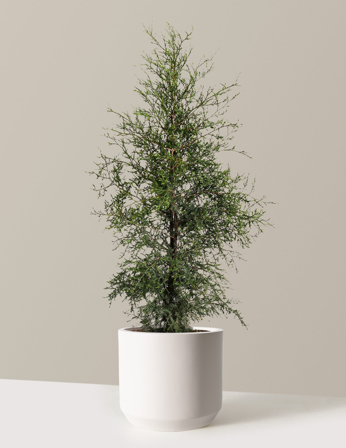 files/the-sill_Large-Brodie-Eastern-Red-Cedar-_3-4ft-3-Gallon__Large-Mexia-Cream_Variant.jpg