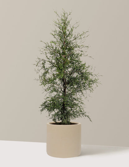 Brodie Eastern Red Cedar