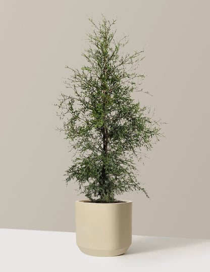 Brodie Eastern Red Cedar
