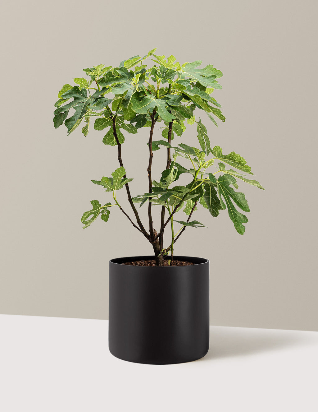 bundle | 3 Gallon | Agnes | Black