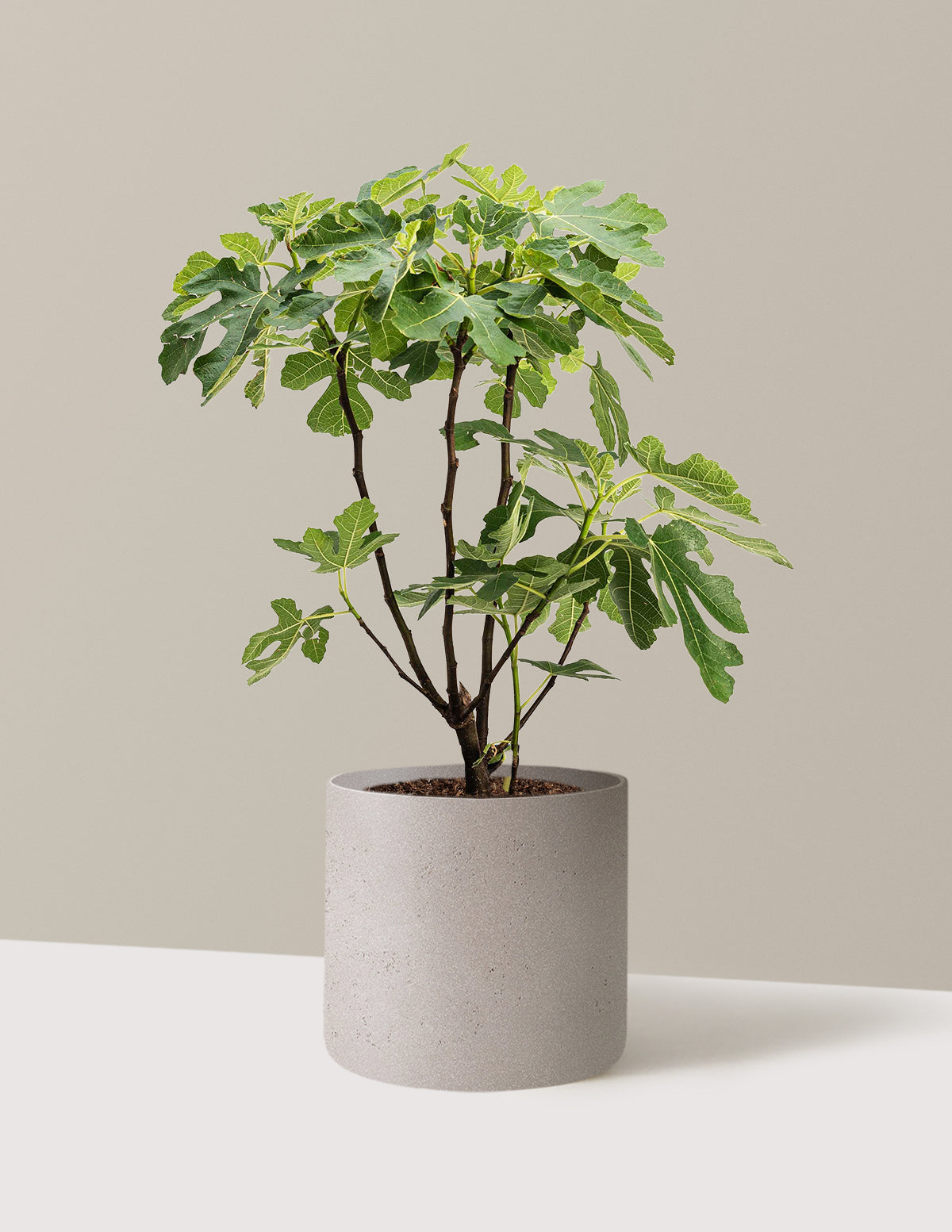 bundle | 3 Gallon | Agnes | Cement Grey