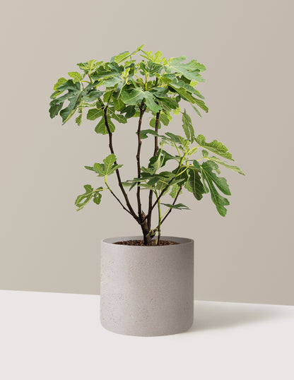 Brown Turkey Fig
