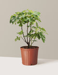 bundle | 3 Gallon | Grow Pot