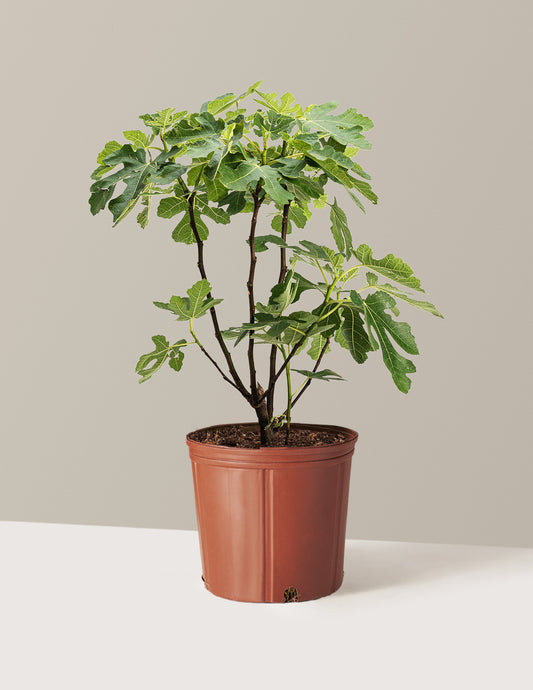 Brown Turkey Fig