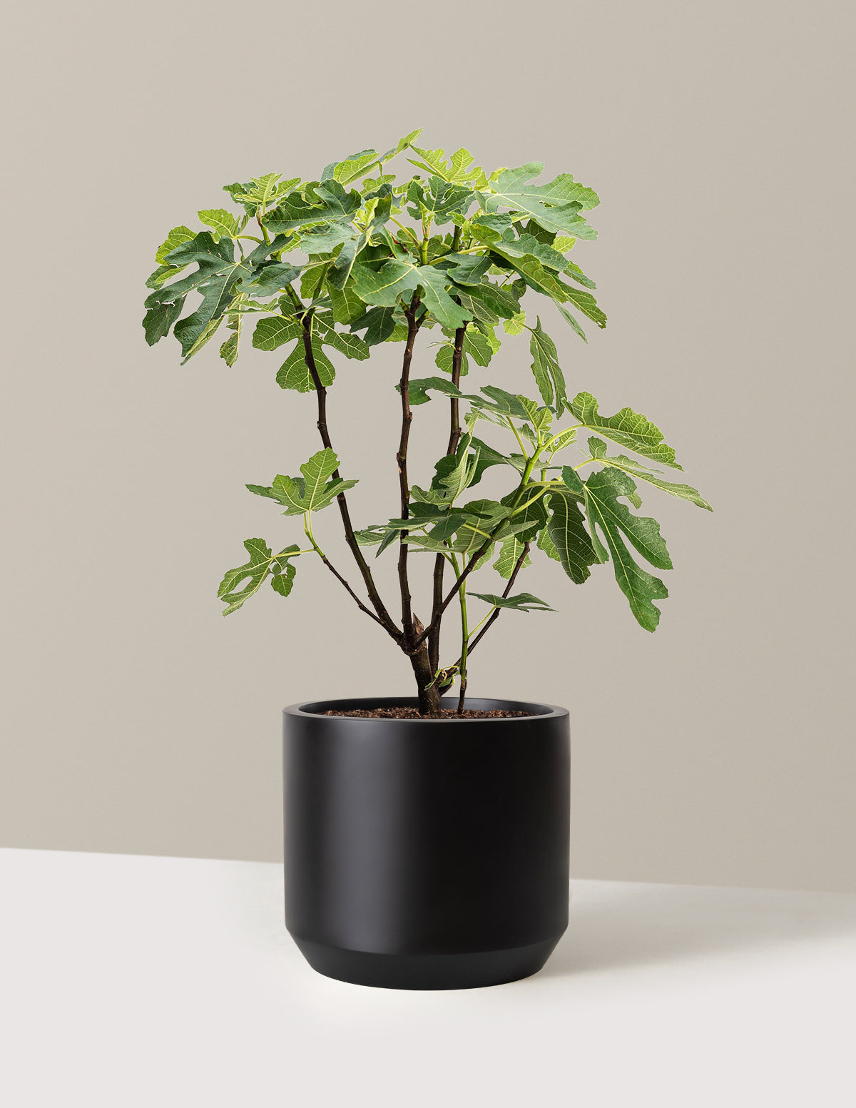 bundle | 3 Gallon | Mexia | Black