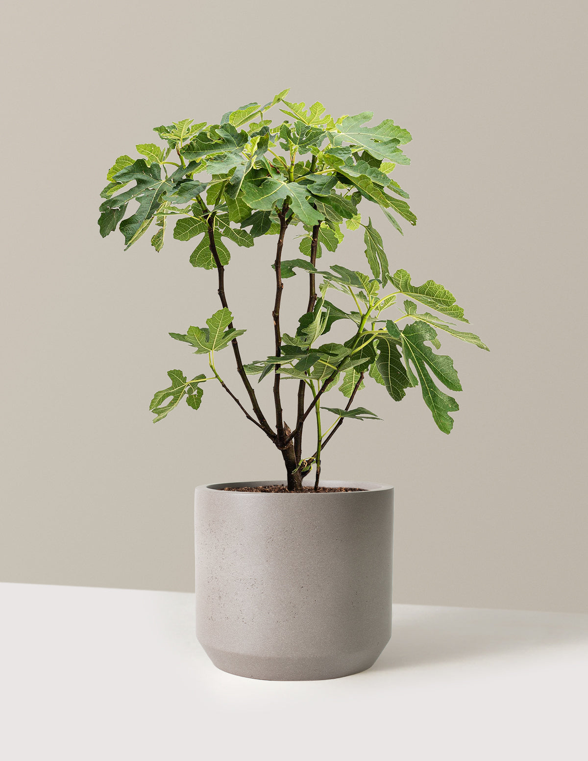 bundle | 3 Gallon | Mexia | Cement Grey