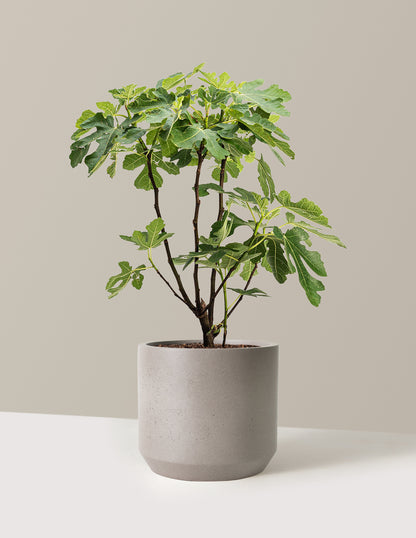Brown Turkey Fig
