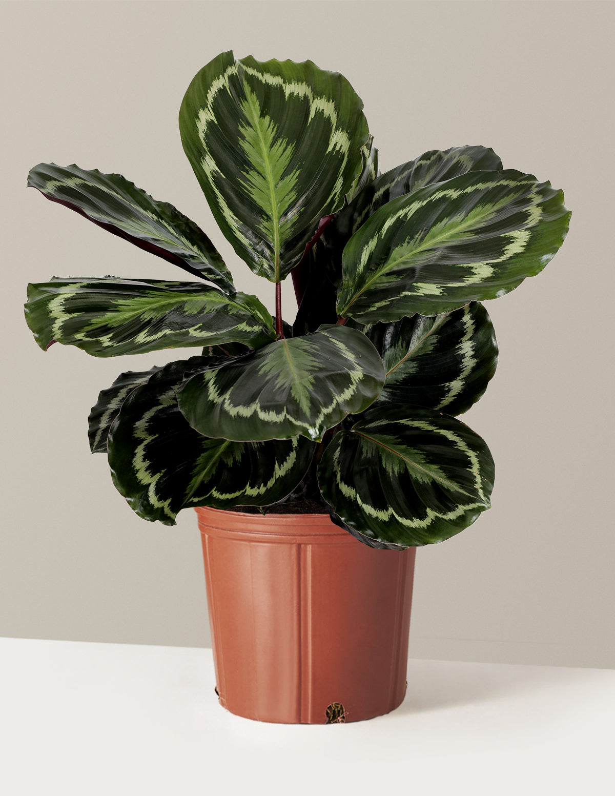 bundle | Large) | Grow Pot
