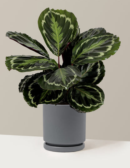 Calathea Medallion
