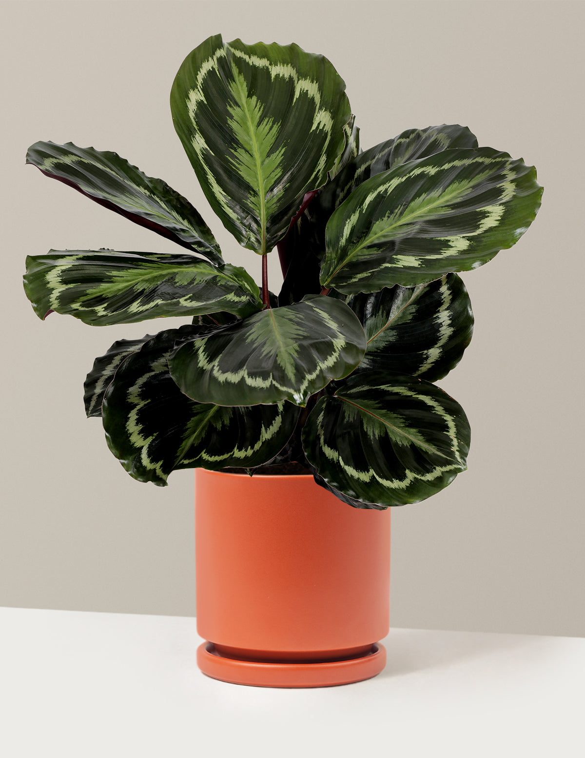 Calathea Medallion