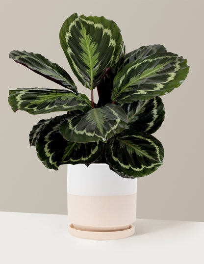 Calathea Medallion