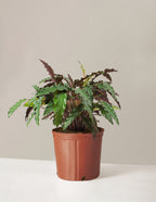 bundle | Large | Grow Pot