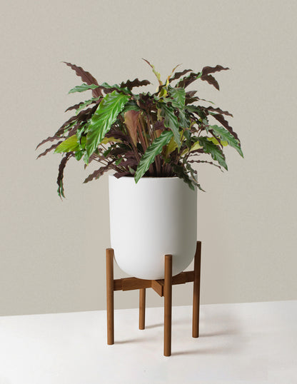 Large Calathea Wavestar
