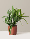 bundle | Large | Grow Pot
