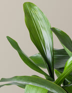 Large Cast Iron Plant