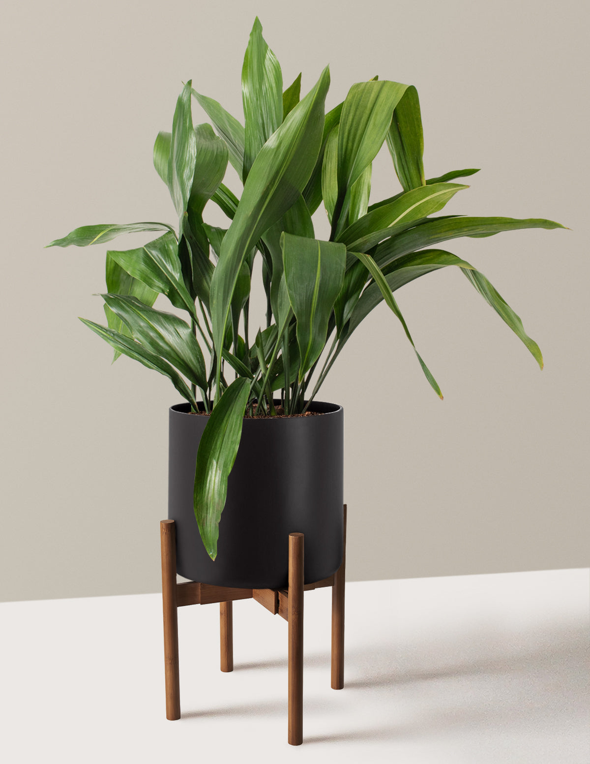 Large Cast Iron Plant