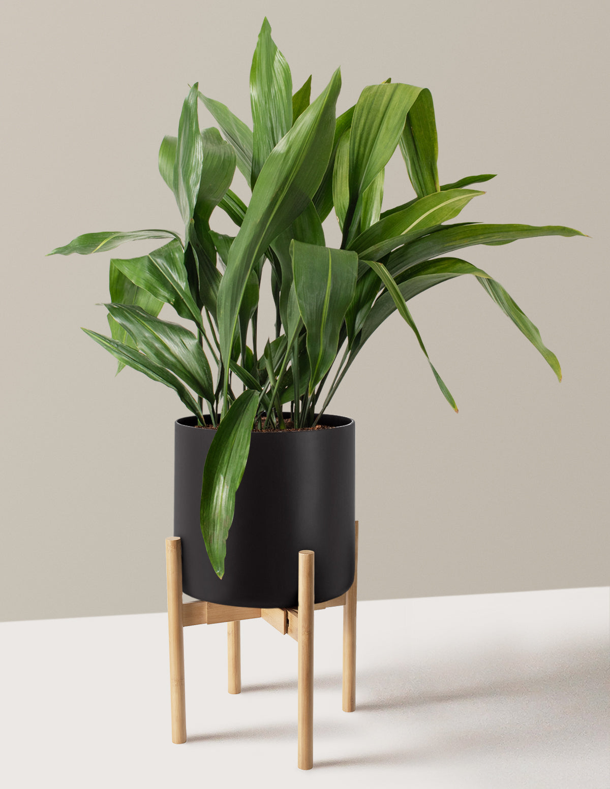 Large Cast Iron Plant